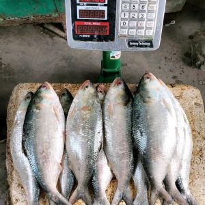 ১০ পিস মাছে ৫ কেজি  =১৫০০ টাকা।