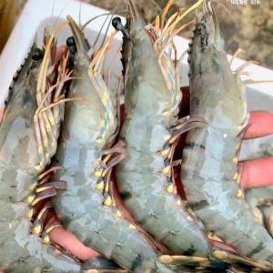 চিংড়ি তিন কেজি ১৮০০ টাকা