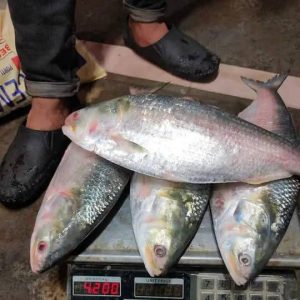 ৫ পিস মাছে ৫ কেজি  = ২৫০০ টাকা।