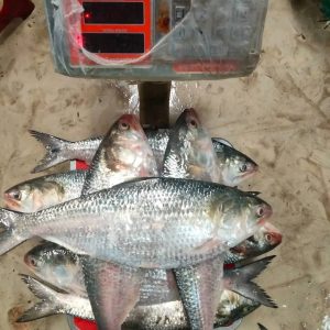 ৬ পিস মাছে ৫ কেজি  = ২০০০ টাকা।