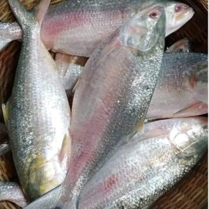 ৪ পিস মাছে ৮ কেজি  = ৫০০০ টাকা।