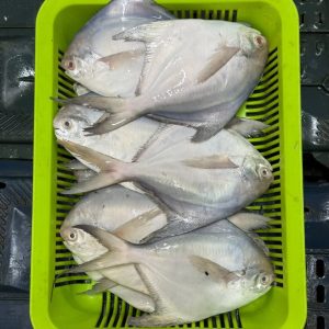 রূপচাঁদা ৫ কেজি ২০০০টাকা